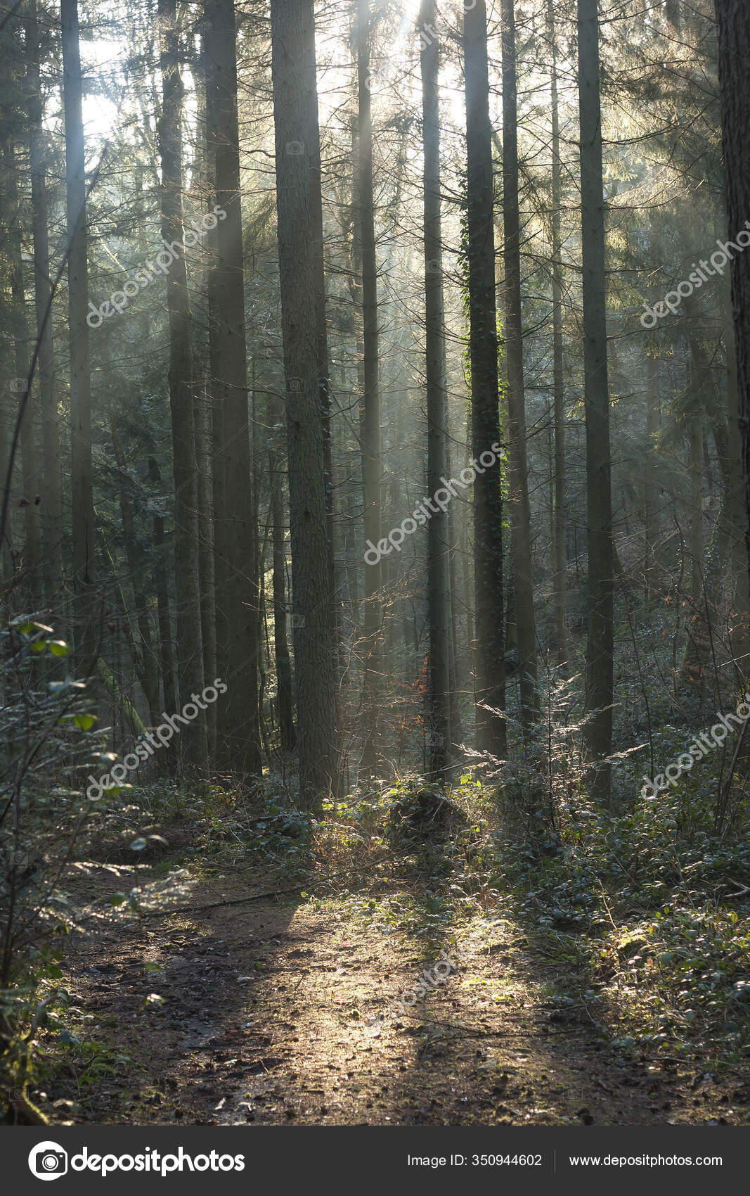 Light Woods Stock Photo by ©jessicahyde 350944602