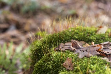 Çiçek açan yosunlarda sonbahar yaprakları 