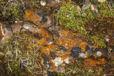 Doğa arka planı, kirli yolda görünüm