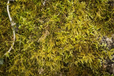 Orman toprağında yosun halısı, doğa arka planı. 