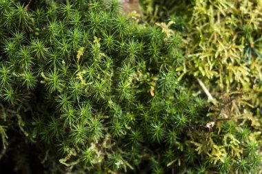 Orman toprağında yosun halısı, doğa arka planı. 