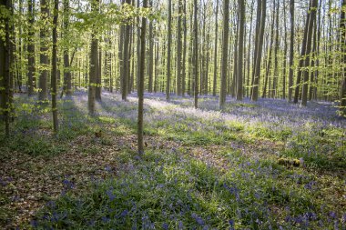 Mavi ormanda ilkbahar çiçekleniyor. 