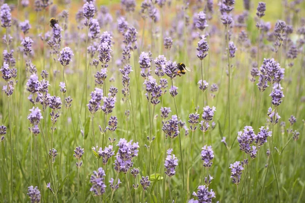 Abelhas Polinizando Campo Lavanda Bonito — Fotografia de Stock