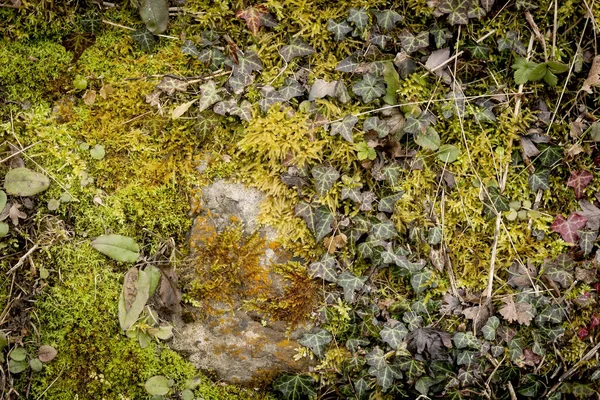 Colorful Wild Vegetation Background — Stock Photo, Image