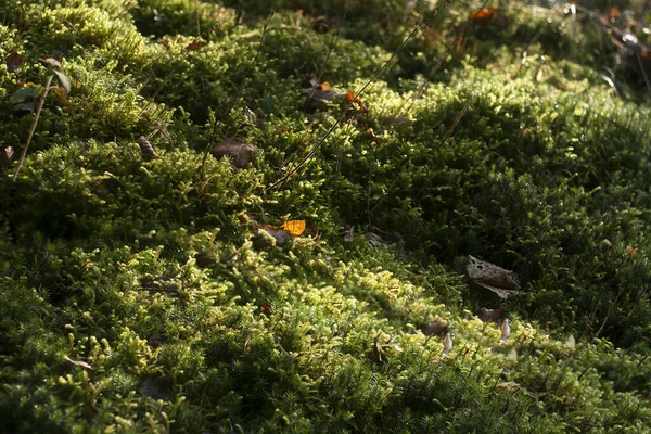 Moss Carpet Forest Soil Nature Background — Stock Photo, Image