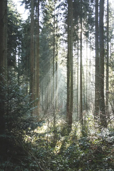 Lumière Hiver Dans Forêt — Photo