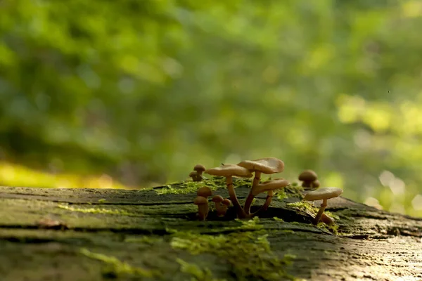 Família Pequenos Cogumelos Que Crescem Uma Madeira Morta Whith Verde — Fotografia de Stock