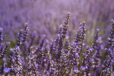 Lavanta alanı yakın çekim görüntüsü
