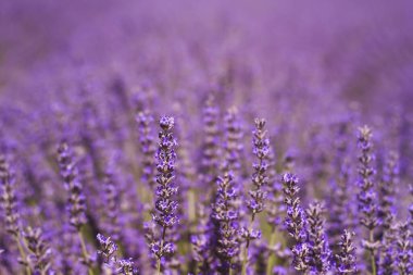 Lavanta çiçekleri yakın plan görünüm