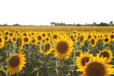 ayçiçeği tarlası yakın görüntüsü