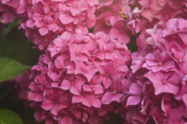 Pembe hortensiya yakın çekim görünümü