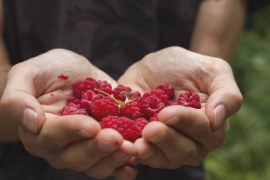 Yabani ahududu yakın çekim görüntüsü