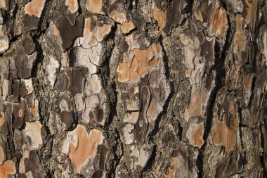 Ağaç kabuğu yakın görüntüsü