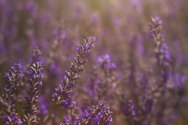 mor lavanta alanı yakın çekim görünümü  