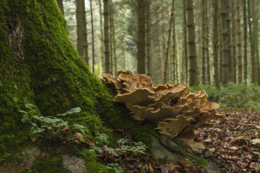Meripilus Giganteus bir ağacın dibinde yetişiyor. 