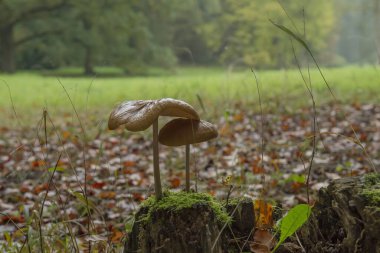 yabani mantarların yakın çekim görüntüsü