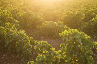 yeşil üzüm bağı yakın çekim görüntüsü