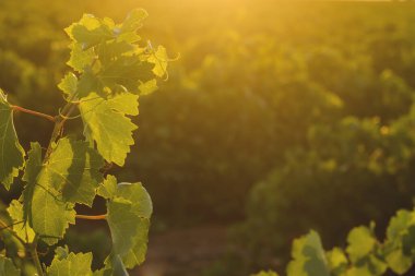 Yaz mevsiminin en yakın manzaralı üzüm bağları