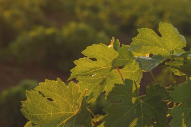 yeşil sarmaşık yakın çekim görüntüsü