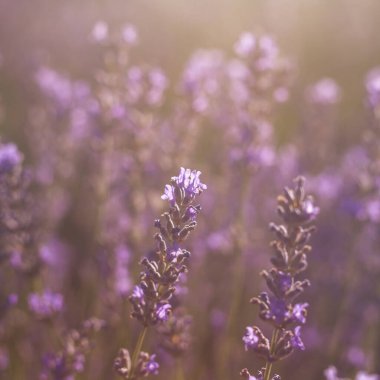 Lavanta çiçekleri yakın plan görünüm