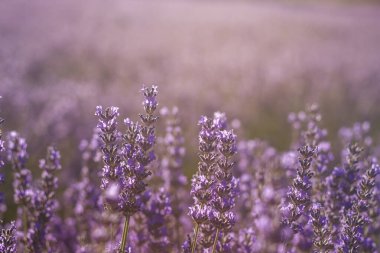 Lavanta dosyalanmış yakın plan görünüm