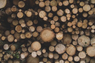 Ahşap kaplama görünümü