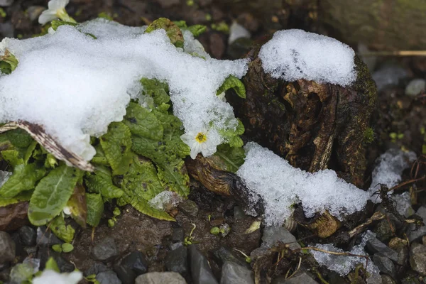 Weiße Blume Unter Schnee — Stockfoto