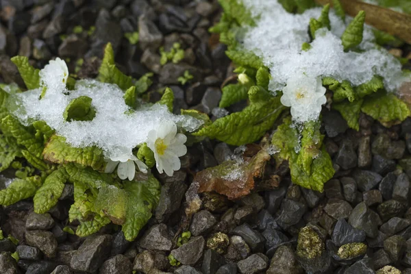 frozen flowers close-up view