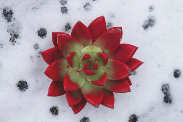 Planta Roja Nieve — Foto de Stock