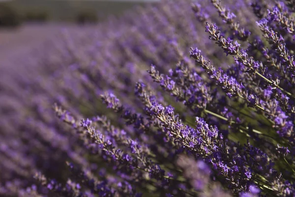 lavender field close-up view