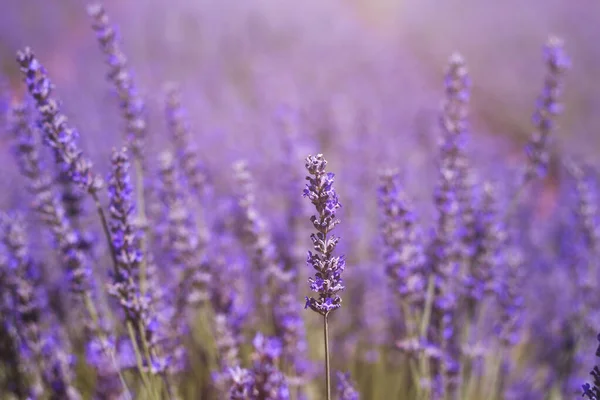 薰衣草花特写视图 — 图库照片