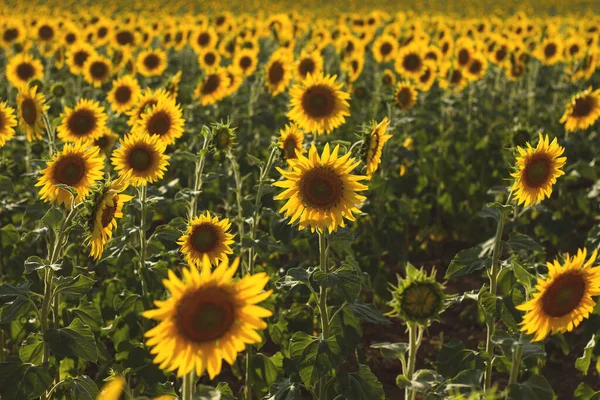 Sunflowers Field Close View — Stock Photo, Image