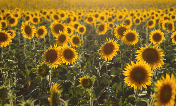 подсолнухи поле крупным планом зрения
