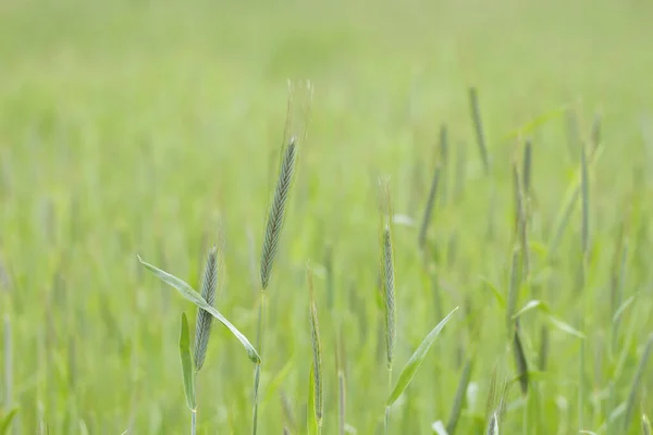 Groen Korenclose Zicht — Stockfoto