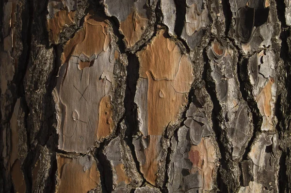 Träd Bark Närbild — Stockfoto