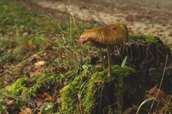 Wilde Pilze Aus Nächster Nähe — Stockfoto