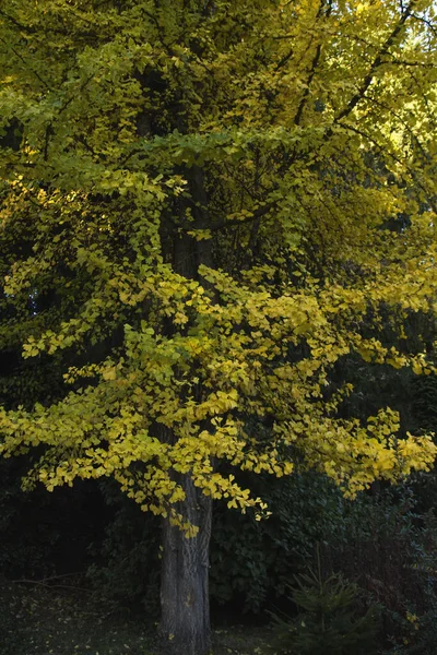Ginko Biloba Yellow Leaves Autumn — Stock Photo, Image