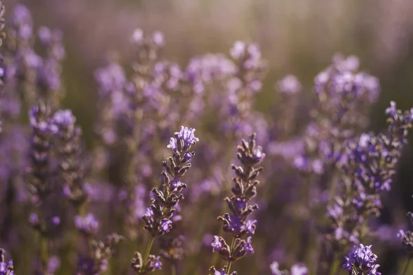 薰衣草花闭合 — 图库照片