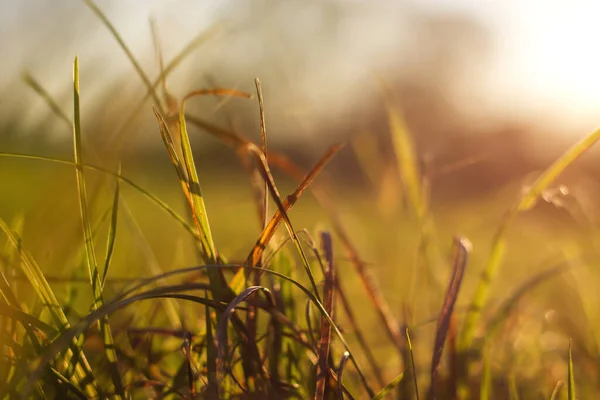 Herbe Minimale Vue Rapprochée — Photo