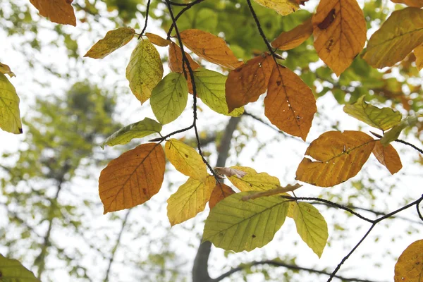 Буковые Листья Осенью — стоковое фото