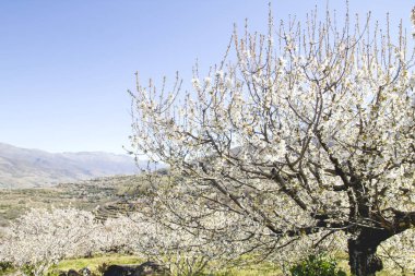 İspanya Valle del Jerte 'de kiraz çiçekleri