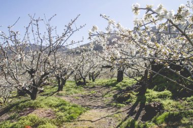 Valle del Jerte 'de kiraz çiçekleri 