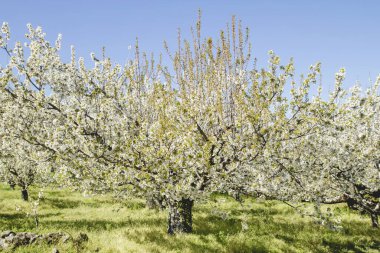 İlkbaharda kiraz ağaçları çiçek açar 