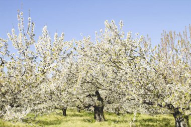 İspanya Valle del Jerte 'de kiraz ağaçları çiçek açıyor 