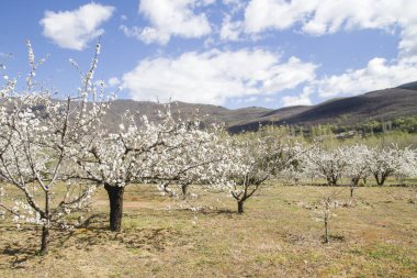 İspanya Valle del Jerte 'de kiraz ağaçları yetiştiriliyor.