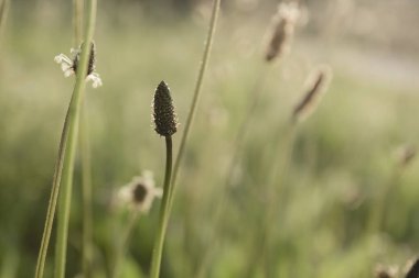Soyut bitki başlıca çiçekler 
