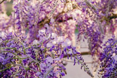 Wisteria sinensis mor çiçekleri 