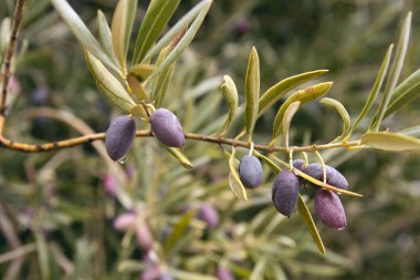 Zeytin ağacı meyveleri kapanıyor