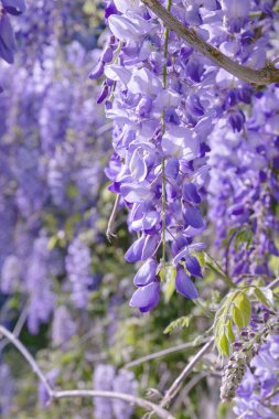 Wisteria mor çiçekleri yakın plan görüntüsü