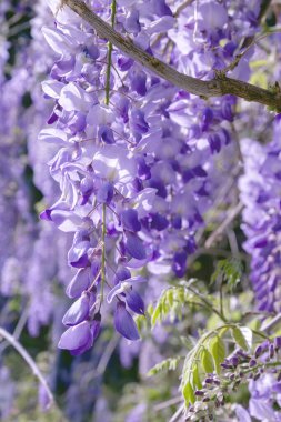 Wisteria sinensis mor çiçekleri 